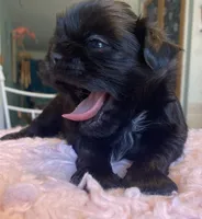 Truman, a male Shih Tzu for sale in Kalamazoo, MI – 2 of 6