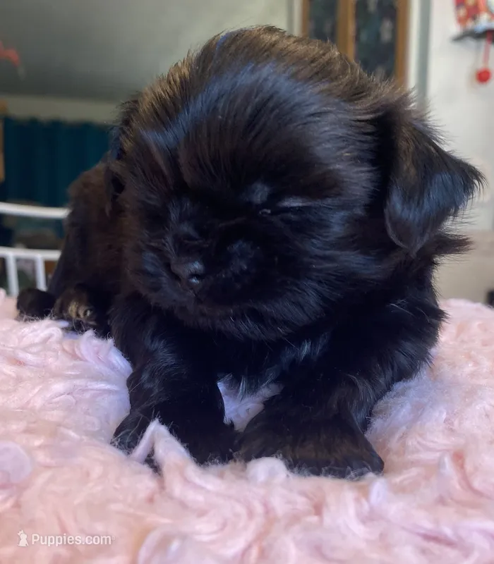 Truman – Shih Tzu puppy for sale in Kalamazoo, MI