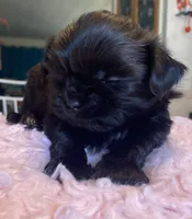 Truman, a male Shih Tzu for sale in Kalamazoo, MI – 1 of 6