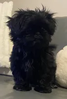Truman $100 off for the weekend!, a male Shih Tzu for sale in Kalamazoo, MI – 3 of 4
