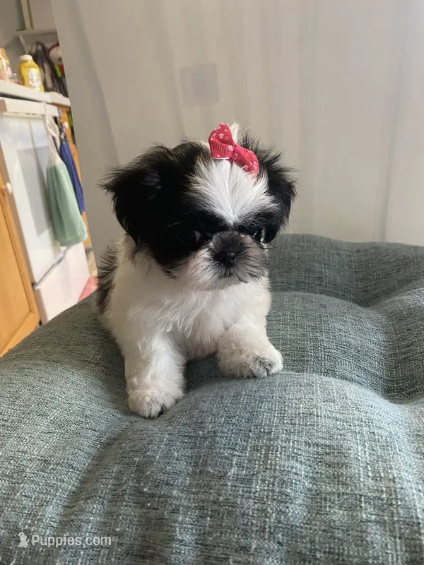 Bubbles – Shih Tzu puppy for sale in Kalamazoo, MI