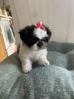 Bubbles, a female Shih Tzu for sale in Kalamazoo, MI – 1 of 3