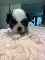 Bubbles, a female Shih Tzu for sale in Kalamazoo, MI – 9 of 10