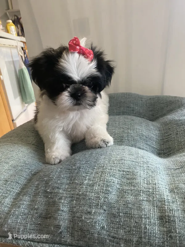 Bubbles – Shih Tzu puppy for sale in Kalamazoo, MI