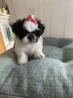 Bubbles, a female Shih Tzu for sale in Kalamazoo, MI – 1 of 1