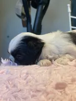 Bubbles, a female Shih Tzu for sale in Kalamazoo, MI – 5 of 10