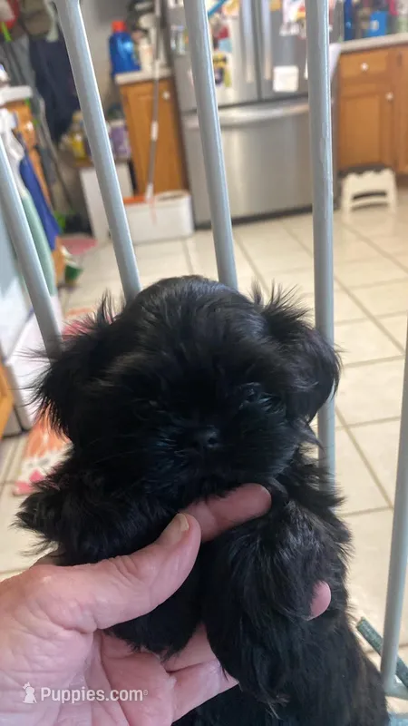 Trooper – Shih Tzu puppy for sale in Kalamazoo, MI