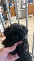 Trooper, a male Shih Tzu for sale in Kalamazoo, MI – 1 of 1