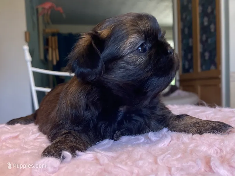 Snickers – Shih Tzu puppy for sale in Kalamazoo, MI
