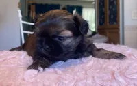 Snickers, a female Shih Tzu for sale in Kalamazoo, MI – 6 of 7