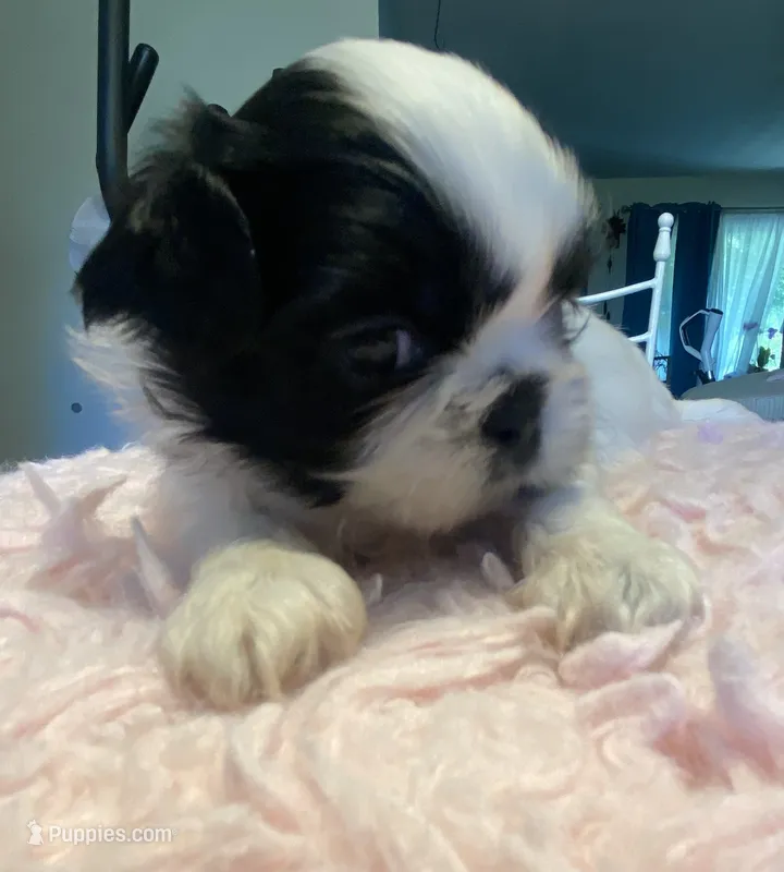 Bubbles – Shih Tzu puppy for sale in Kalamazoo, MI