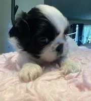 Bubbles, a female Shih Tzu for sale in Kalamazoo, MI – 1 of 10