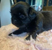 Truman, a male Shih Tzu for sale in Kalamazoo, MI – 5 of 6