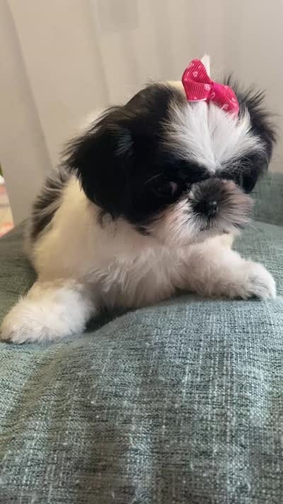 Bubbles, a female Shih Tzu for sale in Kalamazoo, MI – 3 of 3