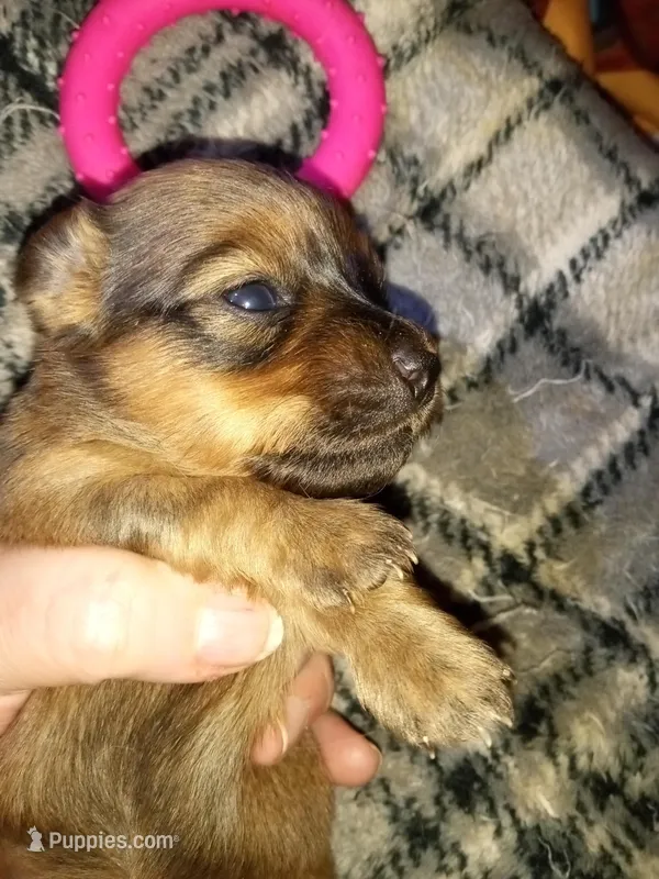 TeddY – Pomeranian, Miniature Dachshund puppy for sale in Colebrook, NH