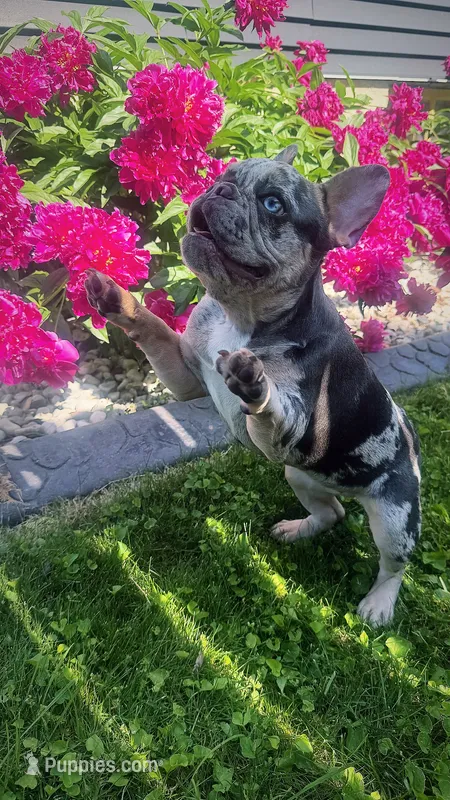 Lola – French Bulldog puppy for sale in Green Bay, WI