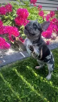 Lola, a female French Bulldog for sale in Green Bay, WI – 1 of 4
