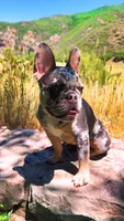 Lola, a female French Bulldog for sale in Green Bay, WI – 4 of 4