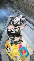 Lola, a female French Bulldog for sale in Green Bay, WI – 2 of 4