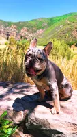 Lola, a female French Bulldog for sale in Green Bay, WI – 3 of 4