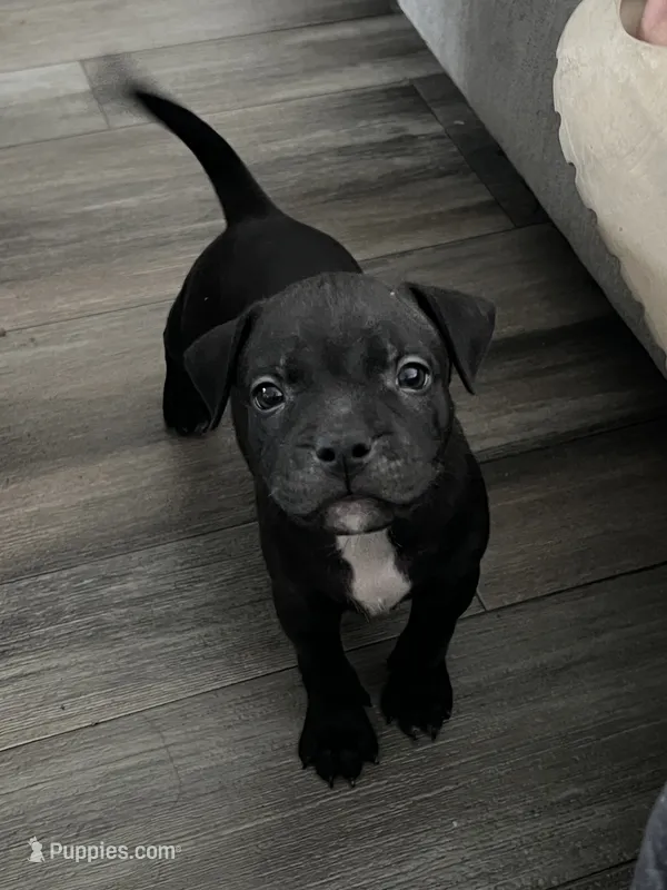 Kyro – American Pit Bull Terrier, Cane Corso puppy for sale in Orange, CA