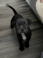 Kyro, a male American Pit Bull Terrier and Cane Corso for sale in Orange, CA – 1 of 4