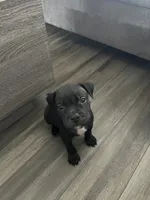 Kyro, a male American Pit Bull Terrier and Cane Corso for sale in Orange, CA – 2 of 4