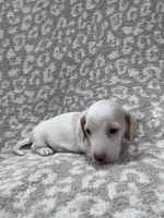 White cream piebald  girl , a female Miniature Dachshund for sale in Sylvania, AL – 7 of 8