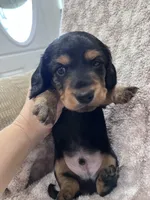 Black tan longhair boy , a male Miniature Dachshund for sale in Sylvania, AL – 4 of 8