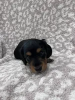 Black tan longhair boy , a male Miniature Dachshund for sale in Sylvania, AL – 5 of 8