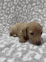Tan Isabella short hair girl , a female Miniature Dachshund for sale in Sylvania, AL – 6 of 9