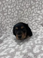 Black tan longhair boy , a male Miniature Dachshund for sale in Sylvania, AL – 8 of 8