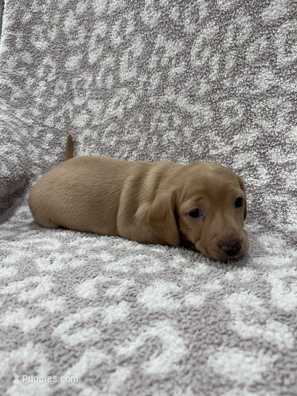 Tan Isabella short hair girl  – Miniature Dachshund puppy for sale in Sylvania, AL
