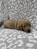 Tan Isabella short hair girl , a female Miniature Dachshund for sale in Sylvania, AL – 1 of 9