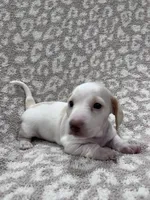 White cream piebald  girl , a female Miniature Dachshund for sale in Sylvania, AL – 6 of 8