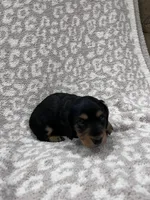 Black tan longhair boy , a male Miniature Dachshund for sale in Sylvania, AL – 7 of 8