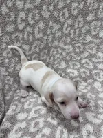White cream piebald  girl , a female Miniature Dachshund for sale in Sylvania, AL – 8 of 8