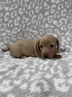 Tan Isabella short hair girl , a female Miniature Dachshund for sale in Sylvania, AL – 5 of 9