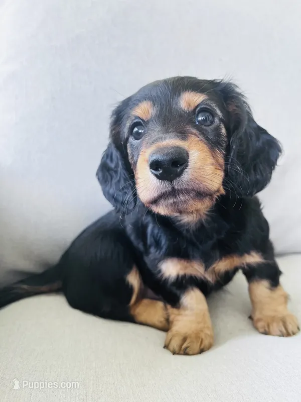 Black tan longhair boy  – Miniature Dachshund puppy for sale in Sylvania, AL