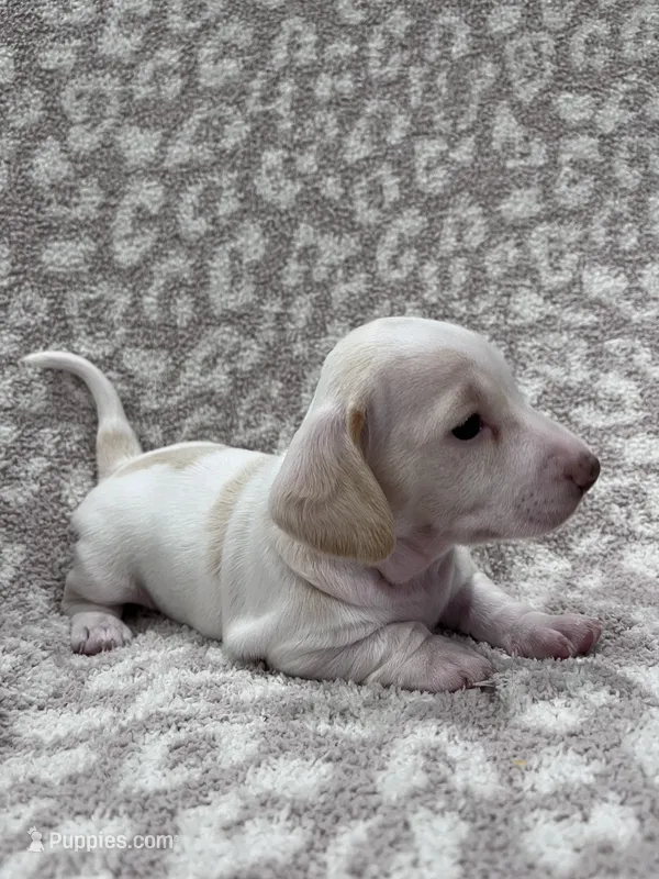 White cream piebald  girl  – Miniature Dachshund puppy for sale in Sylvania, AL