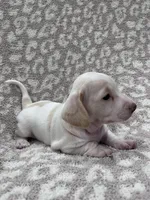 White cream piebald  girl , a female Miniature Dachshund for sale in Sylvania, AL – 1 of 8