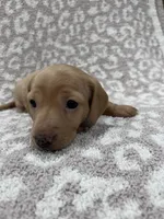 Tan Isabella short hair girl , a female Miniature Dachshund for sale in Sylvania, AL – 2 of 9