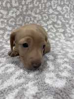 Tan Isabella short hair girl , a female Miniature Dachshund for sale in Sylvania, AL – 9 of 9
