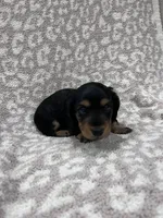 Black tan longhair boy , a male Miniature Dachshund for sale in Sylvania, AL – 6 of 8