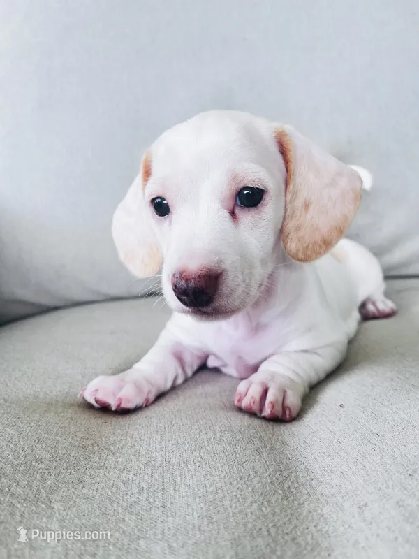 White cream piebald  girl  – Miniature Dachshund puppy for sale in Sylvania, AL