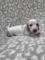 White cream piebald  girl , a female Miniature Dachshund for sale in Sylvania, AL – 2 of 8