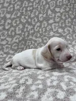 White cream piebald  girl , a female Miniature Dachshund for sale in Sylvania, AL – 3 of 8