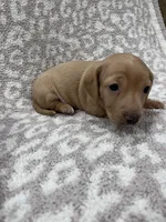 Tan Isabella short hair girl , a female Miniature Dachshund for sale in Sylvania, AL – 4 of 9