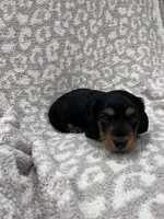 Black tan longhair boy , a male Miniature Dachshund for sale in Sylvania, AL – 2 of 8
