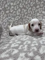 White cream piebald  girl , a female Miniature Dachshund for sale in Sylvania, AL – 4 of 8